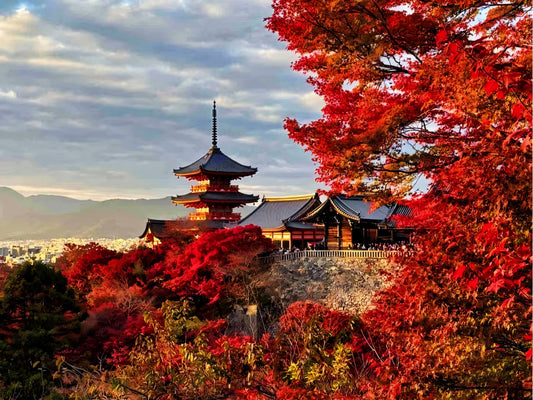 Osaka City - Kyoto - Nara - Uji - Kobe Popular Locations Customized Chartered Car Day Tour