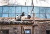Beijing Zoo & Capital Museum Private Car Tour