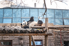 Beijing Zoo & Capital Museum Private Car Tour