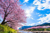 Tokyo Departure: Izu - Atami Customized Private Car Day Tour