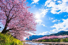 Tokyo Departure: Izu - Atami Customized Private Car Day Tour