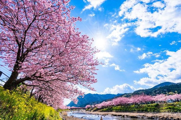 Tokyo Departure: Izu - Atami Customized Private Car Day Tour