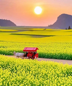 Chartered tour of Kunming, Yunnan + Luoping Canola Flower Sea one - day chartered tour
