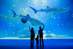 Zhuhai Chimelong 2 - hour travel photography + private car transfer