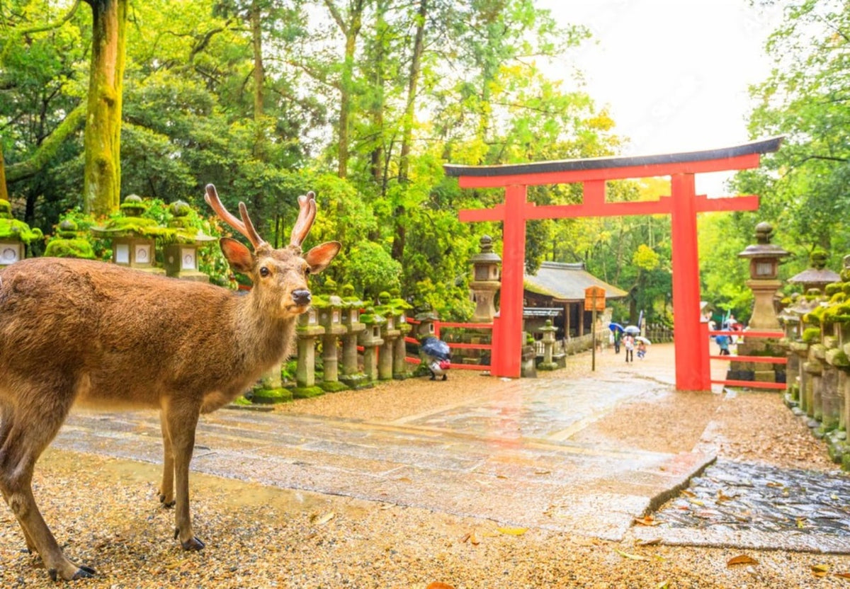 Nara Charter Car Customizable 1 - Day Trip (from Kyoto)