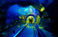 Kaohsiung Departure: Kenting Car Rental with Driver to National Museum of Marine Biology and Aquarium - E
