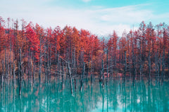 Hokkaido: Customizable Private Car Charter Day Tour | Departs from Sapporo