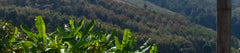 Chiang Mai Pai Canyon Full - Day Tour with Private Car