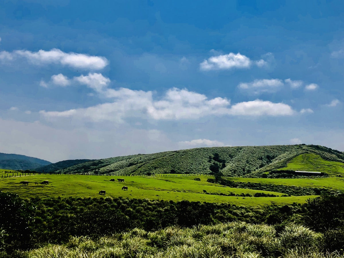 Taipei Departure: Yangmingshan Car Rental with Driver to Small Oil Pit - Bamboo Lake - Hot Spring Valley