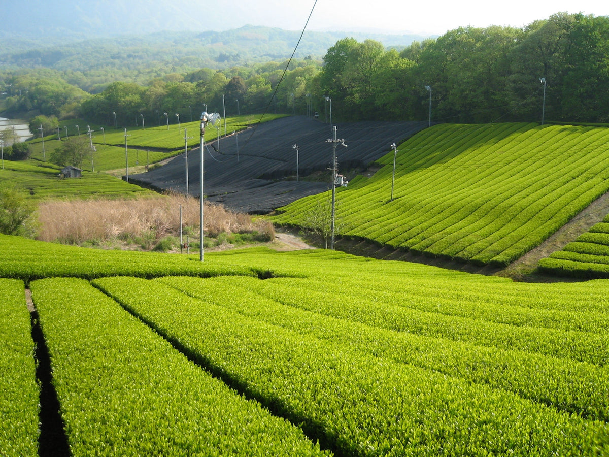 Osaka Area | Kyoto, Nara, Uji, Kobe, Himeji Castle Customized Day Tour | Private Chartered Car Free Itinerary