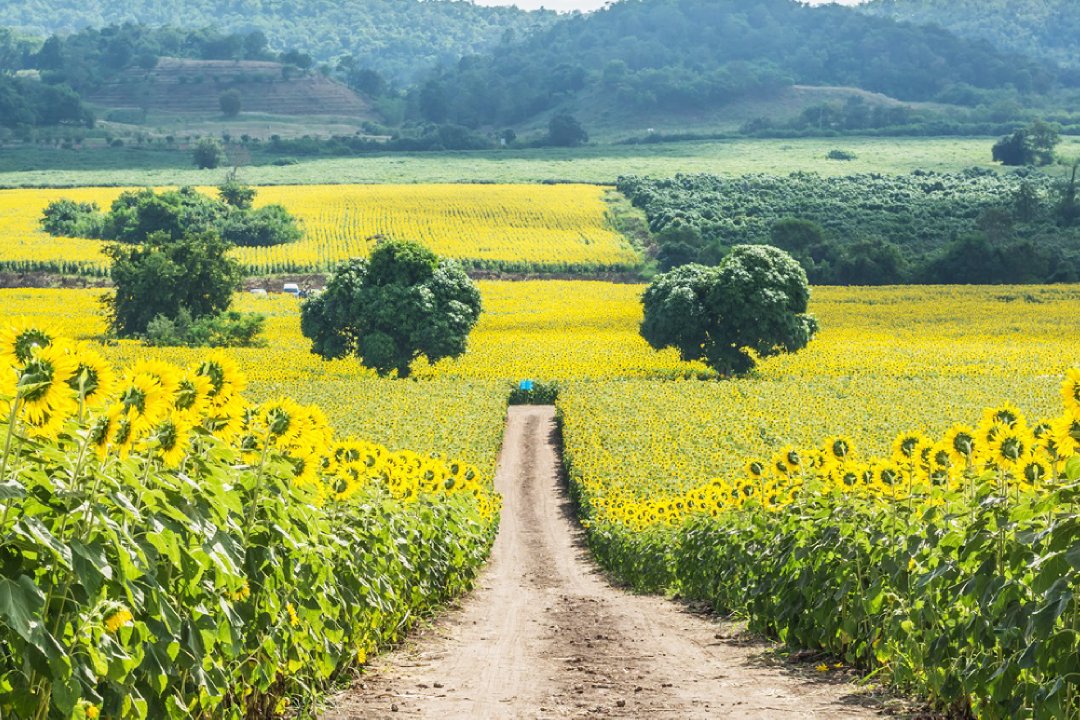 Bangkok and Khao Yai Car Rental with Driver