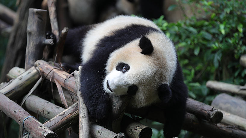 Private Car Tour: Sichuan Panda Base & Sanxingdui Museum Day Trip