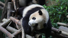Private Car Tour: Sichuan Panda Base & Sanxingdui Museum Day Trip