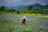 KhaoYai All - Time Favorites Private Car from Bangkok