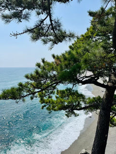 [Kochi Chartered Car] Katsurahama + Makino Botanical Garden + Chikurin - ji Temple + Godaisan Observatory - Day Trip Chartered Car (Customized - Free Arrangement of Itinerary)