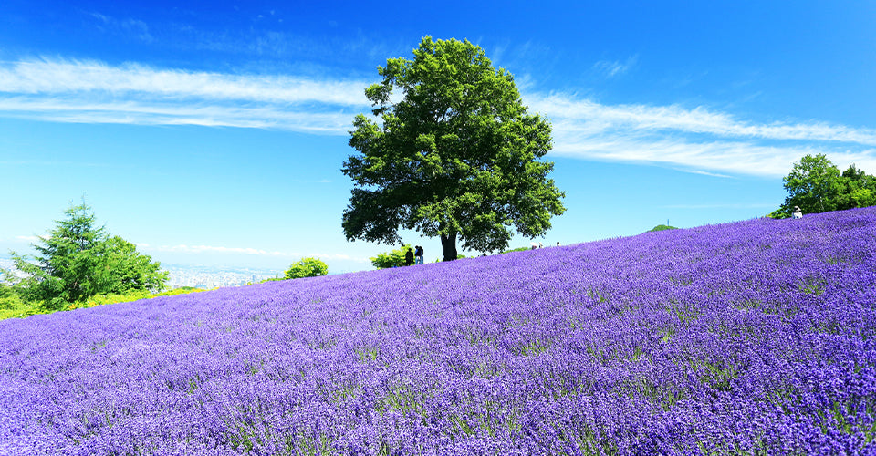 [Private Car Charter in Hokkaido] Sapporo City to Furano - Hoshino Resorts - Noboribetsu - Lake Toya - Niseko and other areas