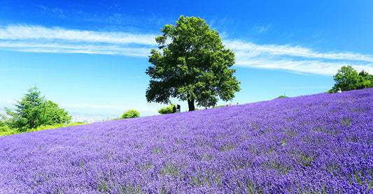 [Private Car Charter in Hokkaido] Sapporo City to Furano - Hoshino Resorts - Noboribetsu - Lake Toya - Niseko and other areas