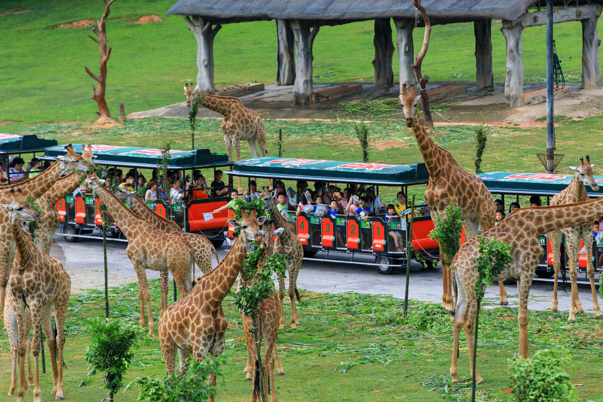 Chimelong Guangzhou Private Car Charter Day Tour (From Guangzhou - Shenzhen)