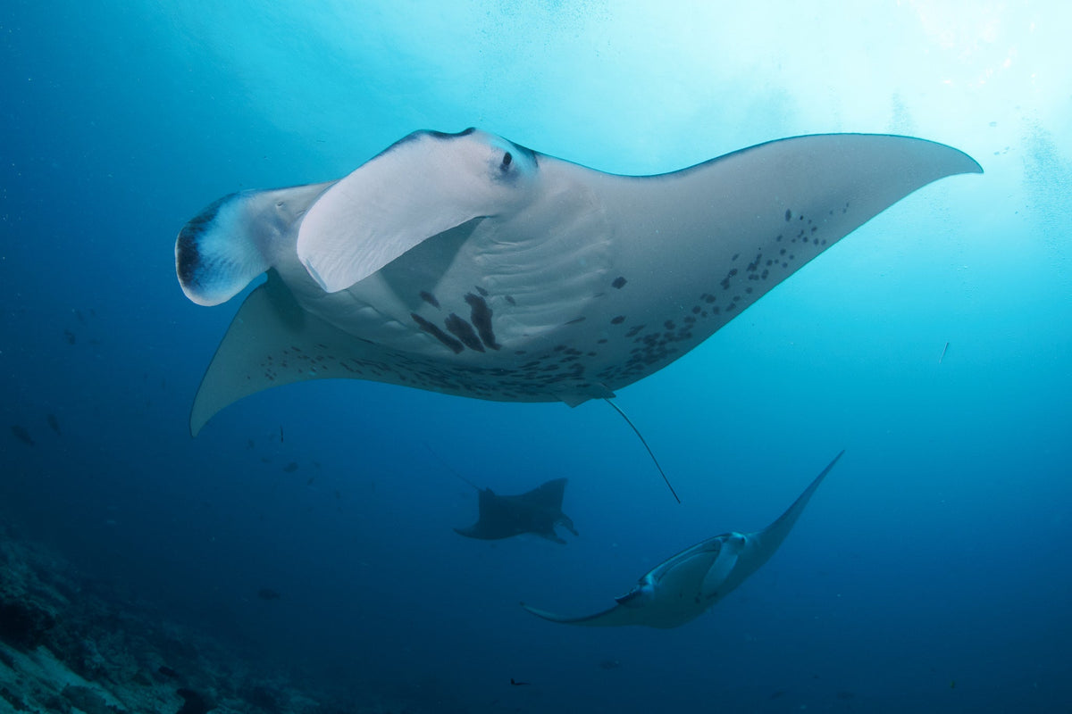 Private Charter Boat for Scuba Diving or Snorkeling to Nusa Penida