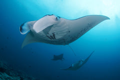 Private Charter Boat for Scuba Diving or Snorkeling to Nusa Penida