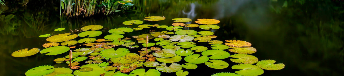 Nantou Ancient City, Qingqing World, and Sea World Chartered One - Day Tour