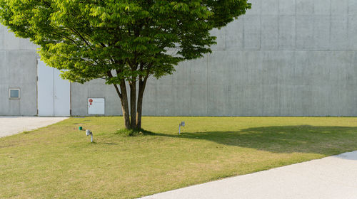 Chengdu Jinsha Site Museum & Kuanzhai Alley Private Car Day Tour