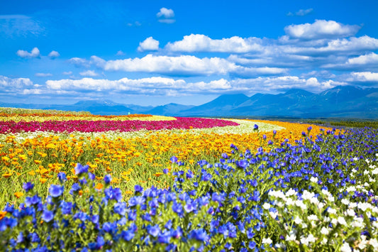 Hokkaido | Sapporo City - Furano - Lake Toya - Otaru Customized Private Car Day Tour
