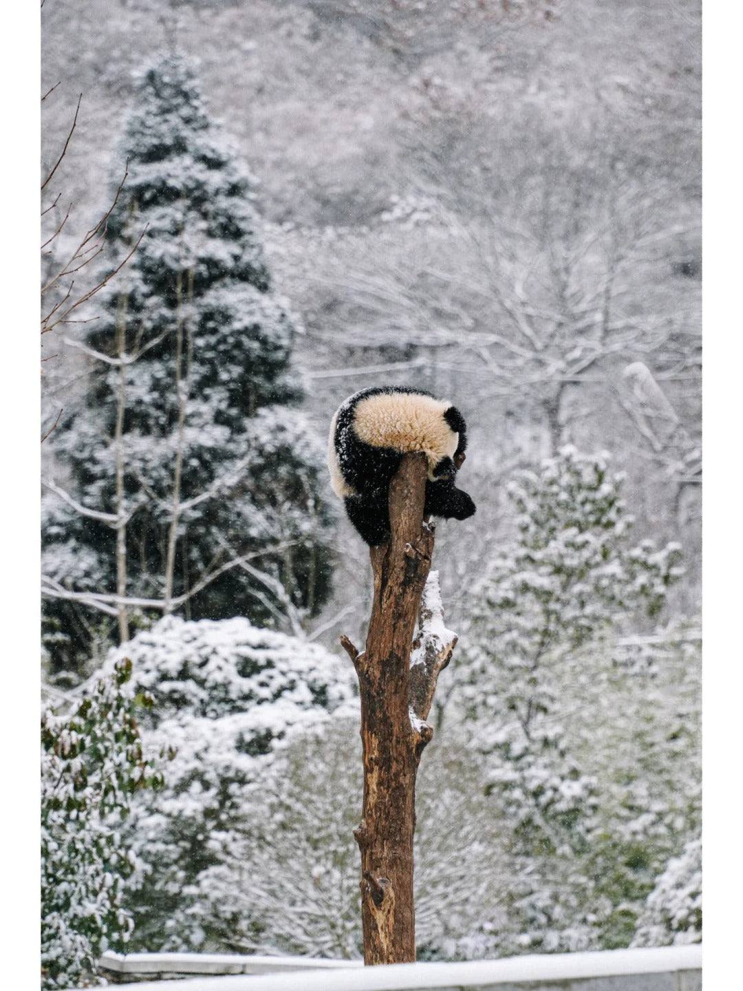 Private Car Tour: Sichuan Panda Base & Sanxingdui Museum Day Trip