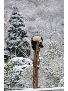 Private Car Tour: Sichuan Panda Base & Sanxingdui Museum Day Trip