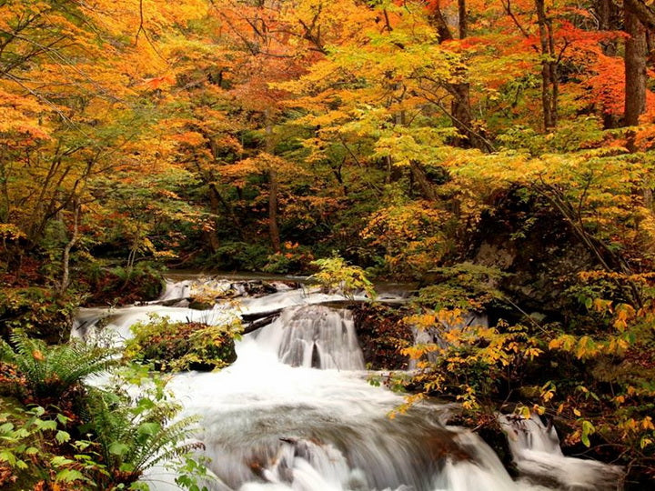 Aomori | Oirase Stream & Shirakami Mountains Private Chartered Day Tour | Customizable Itinerary
