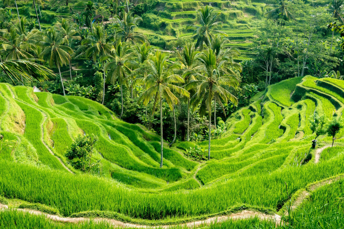 [Muslim Friendly] All - in Bali Private Car Charter