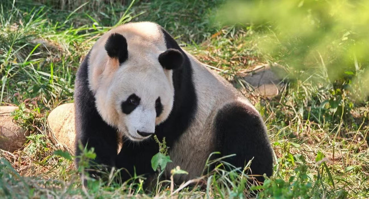Xi'an City to Qinling Giant Panda Research Center (Meet Qi Zai, the Brown Panda) Round Trip Private Car Day Tour