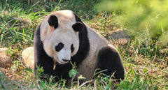 Xi'an City to Qinling Giant Panda Research Center (Meet Qi Zai, the Brown Panda) Round Trip Private Car Day Tour