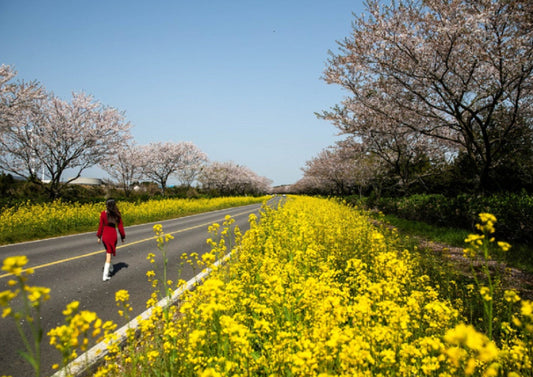 Jeju Private Car Charter