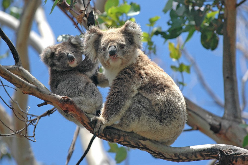 Great Ocean Road Private Car Day Tour from Melbourne