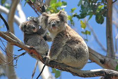 Great Ocean Road Private Car Day Tour from Melbourne