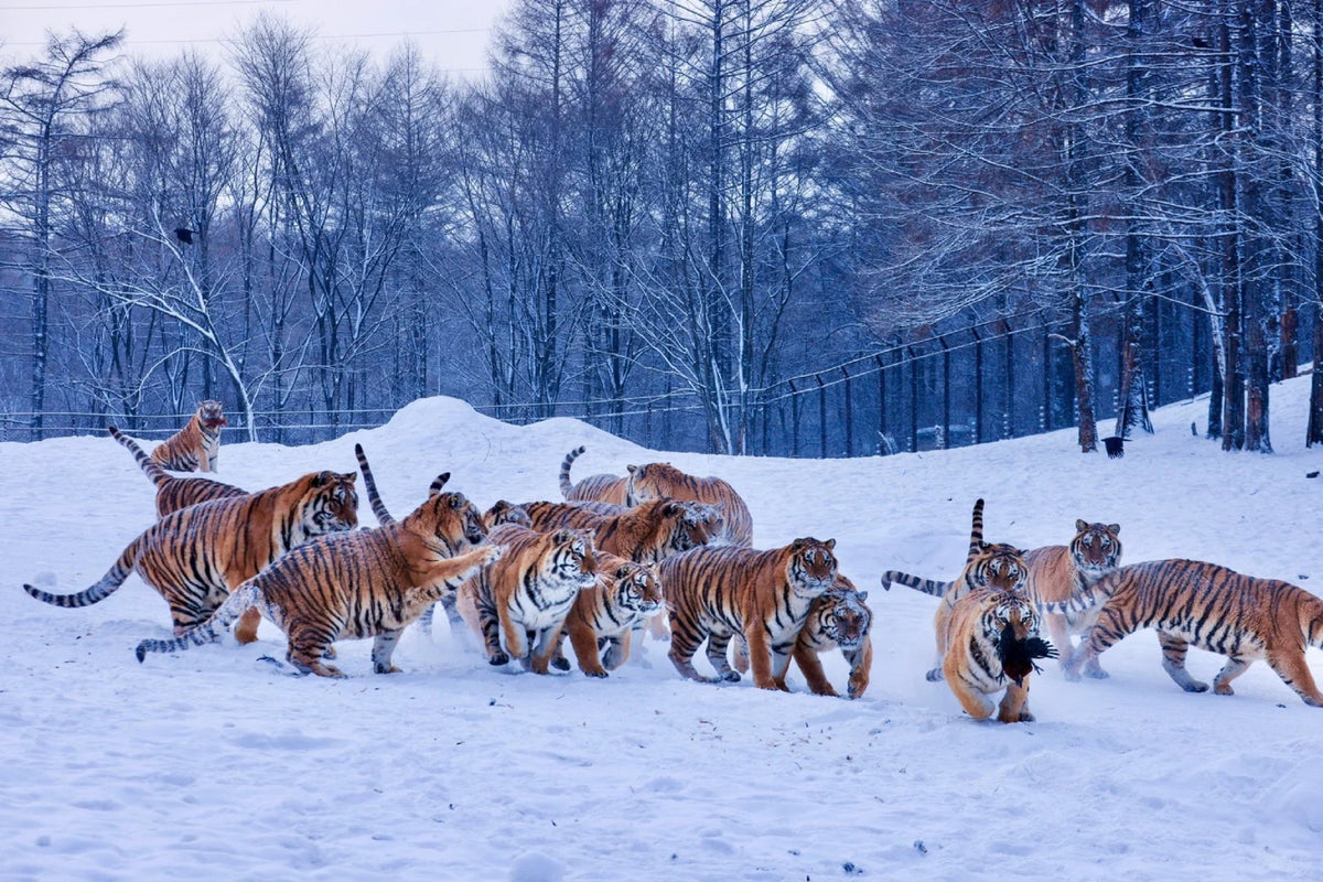 Private Car Tour: One - Day Harbin City Tour (Ice and Snow World + St. Sophia Cathedral Square + Central Street + Songhua River + Siberian Tiger Park)