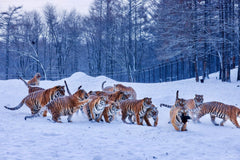 Private Car Tour: One - Day Harbin City Tour (Ice and Snow World + St. Sophia Cathedral Square + Central Street + Songhua River + Siberian Tiger Park)