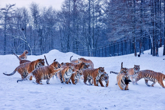 Private Car Tour: One - Day Harbin City Tour (Ice and Snow World + St. Sophia Cathedral Square + Central Street + Songhua River + Siberian Tiger Park)