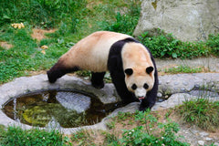 Private Car Tour: Chengdu Round Trip to Shenshuping Panda Base & Dujiangyan Irrigation System Day Tour