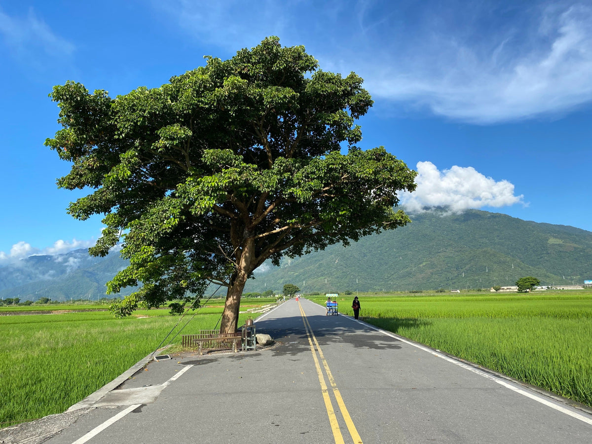 Taitung Private Car Tour: Mr. Brown Avenue - Sanxiantai - Duoliang Train Station (From Taitung)