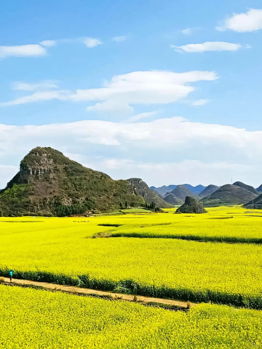 Chartered tour of Kunming, Yunnan + Luoping Canola Flower Sea one - day chartered tour