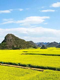 Chartered tour of Kunming, Yunnan + Luoping Canola Flower Sea one - day chartered tour