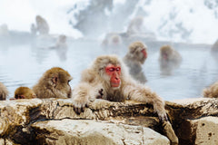 Private Charter Service to Snow Monkey Park