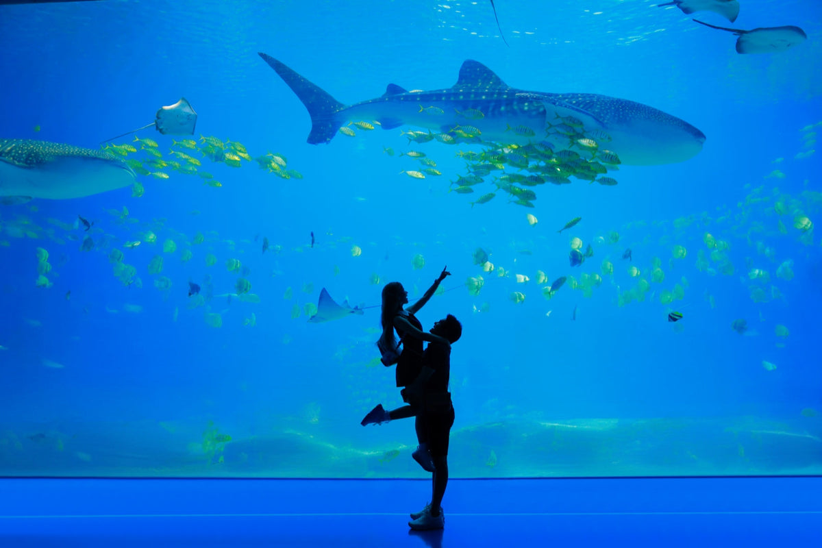 Zhuhai Chimelong 2 - hour travel photography + private car transfer