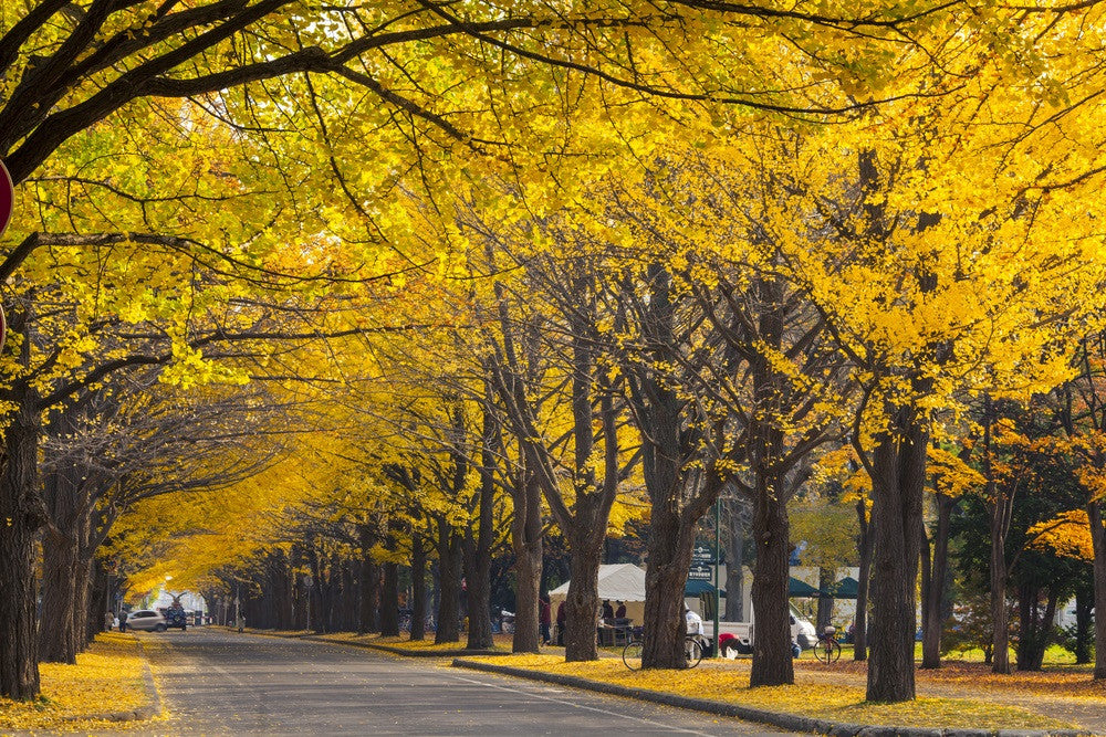 Private Car Charter Tour: Hokkaido Sapporo, Jozankei, and Otaru Day Trip | Customizable Itinerary