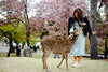 Nara Charter Car Customizable 1 - Day Trip (from Kyoto)