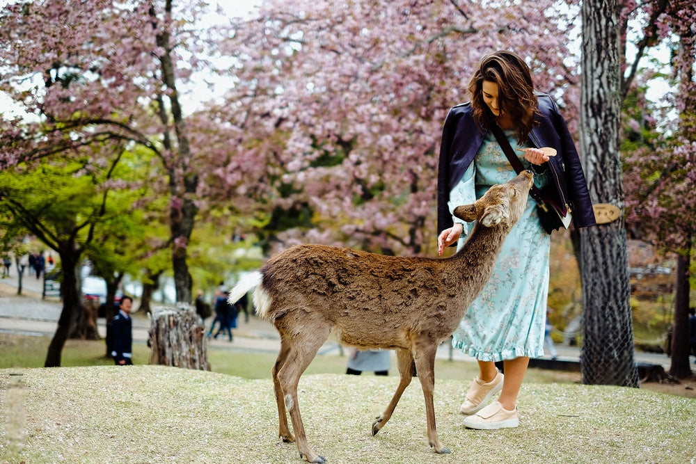 Nara Charter Car Customizable 1 - Day Trip (from Kyoto)