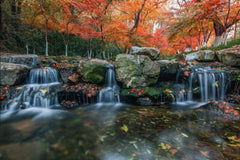 Dragon Well Tea & Manlong Guiyu & Nine Streams Misty Trees Private Car Day Tour