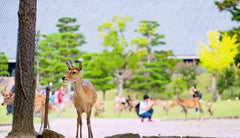 Kansai Private Chartered Car Custom Day Tour: Osaka & Kyoto & Nara & Kobe & Awaji Island & Amanohashidate & Lake Biwa (Departing from Osaka)